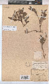 Hermannia oblongifolia image