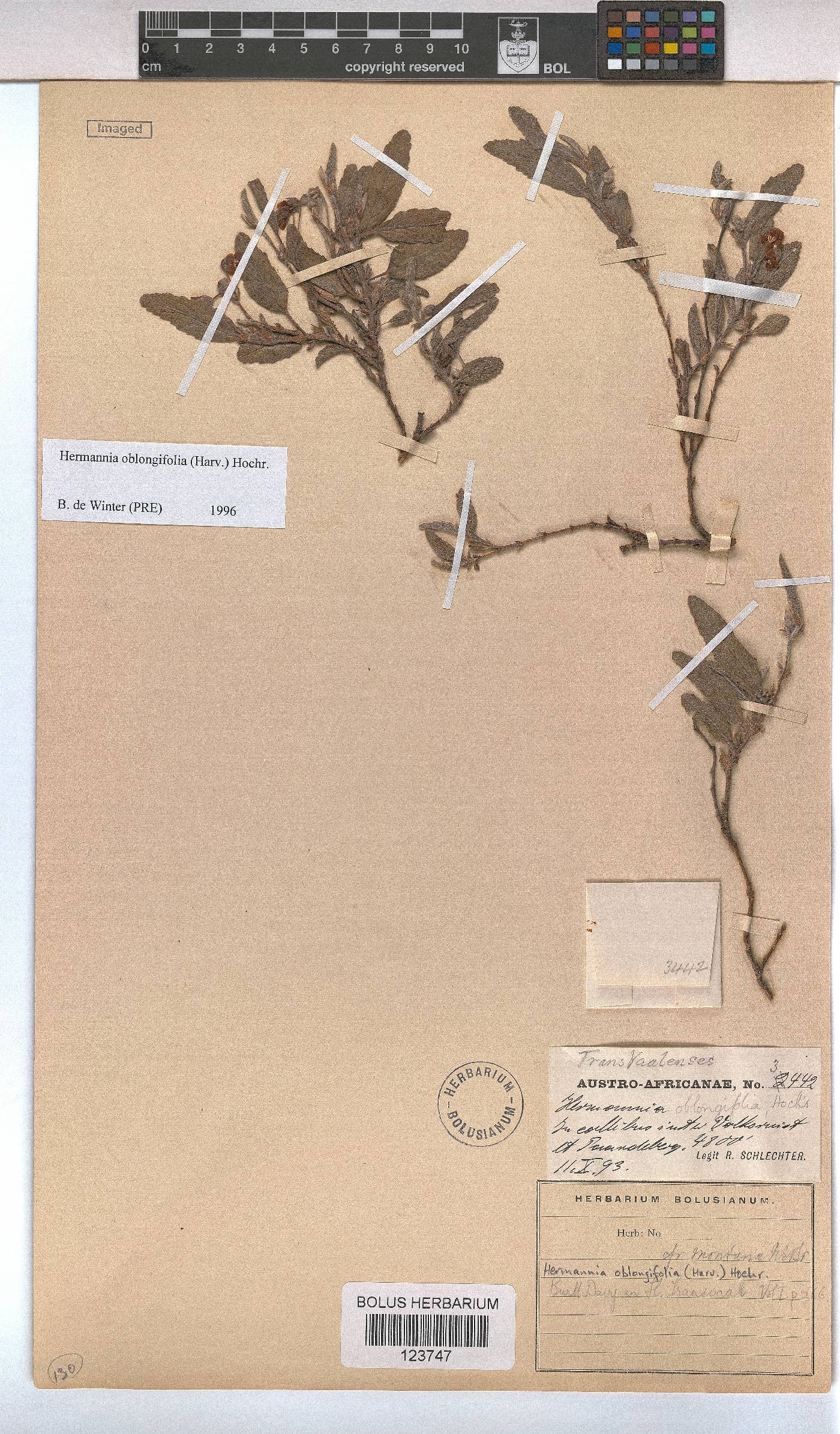 Hermannia oblongifolia image