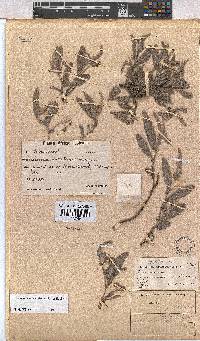 Hermannia oblongifolia image