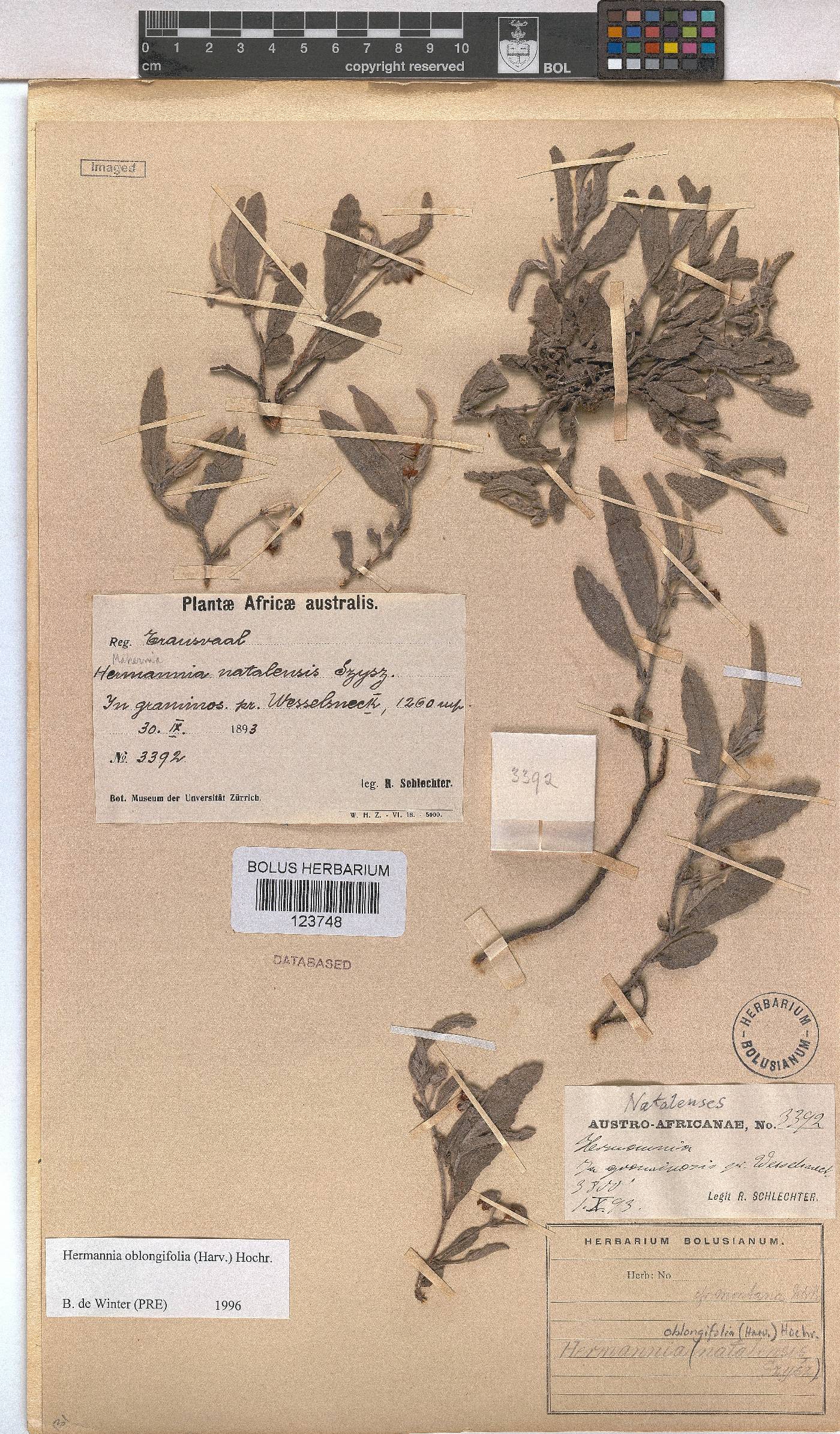 Hermannia oblongifolia image