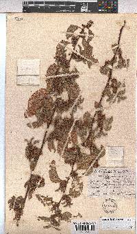 Hermannia oligosperma image