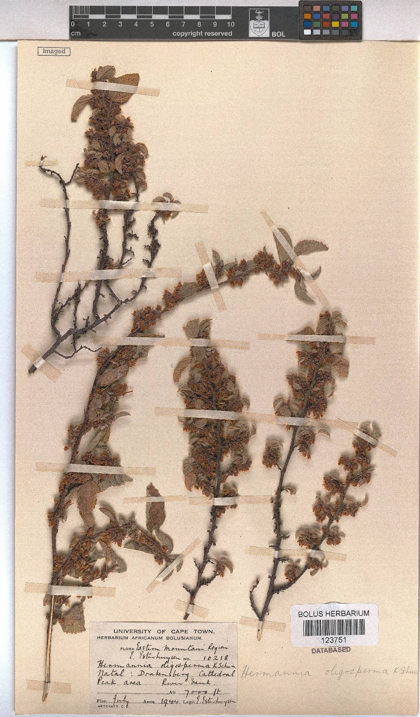 Hermannia oligosperma image