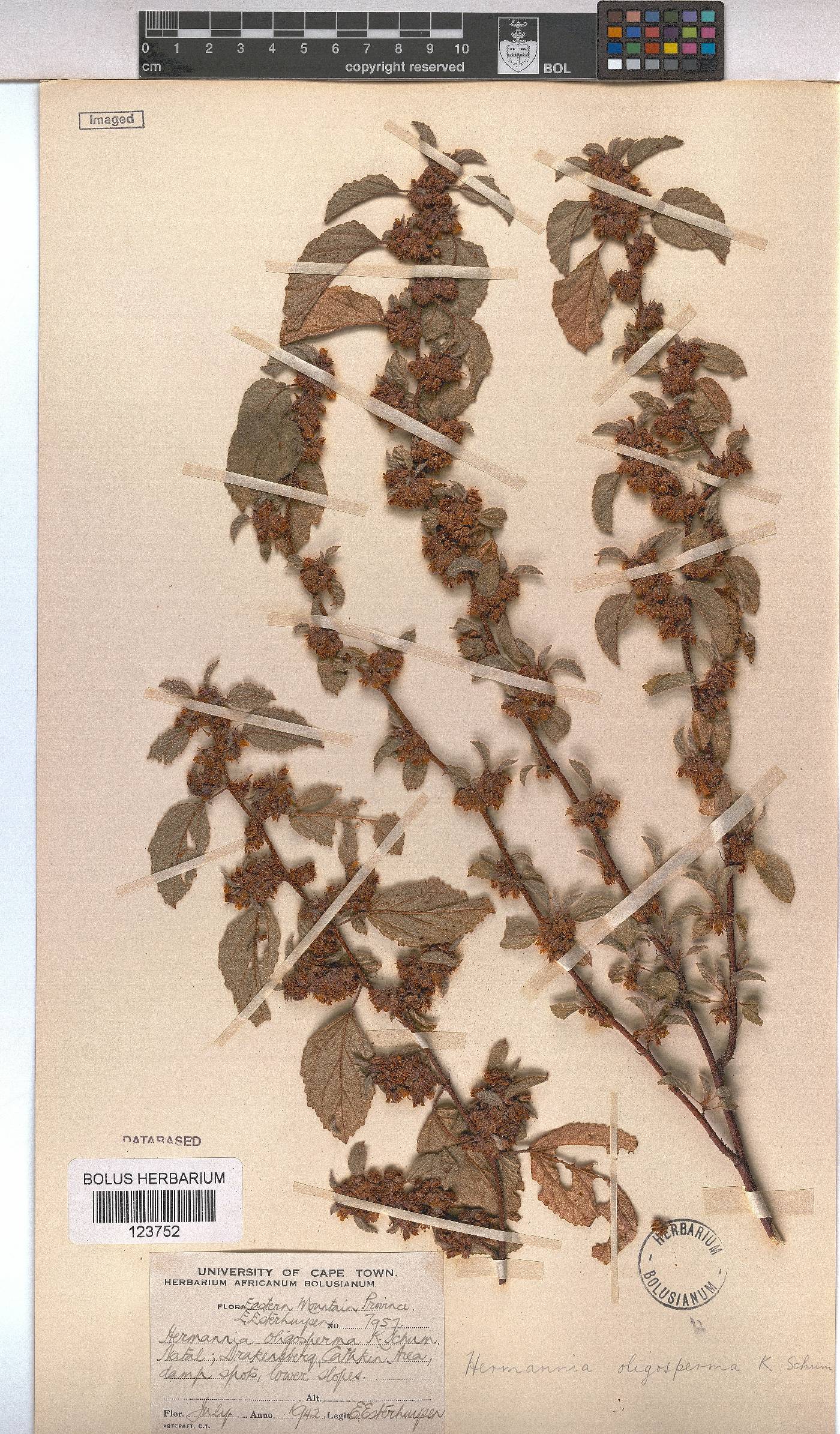 Hermannia oligosperma image