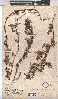 Hermannia oligosperma image