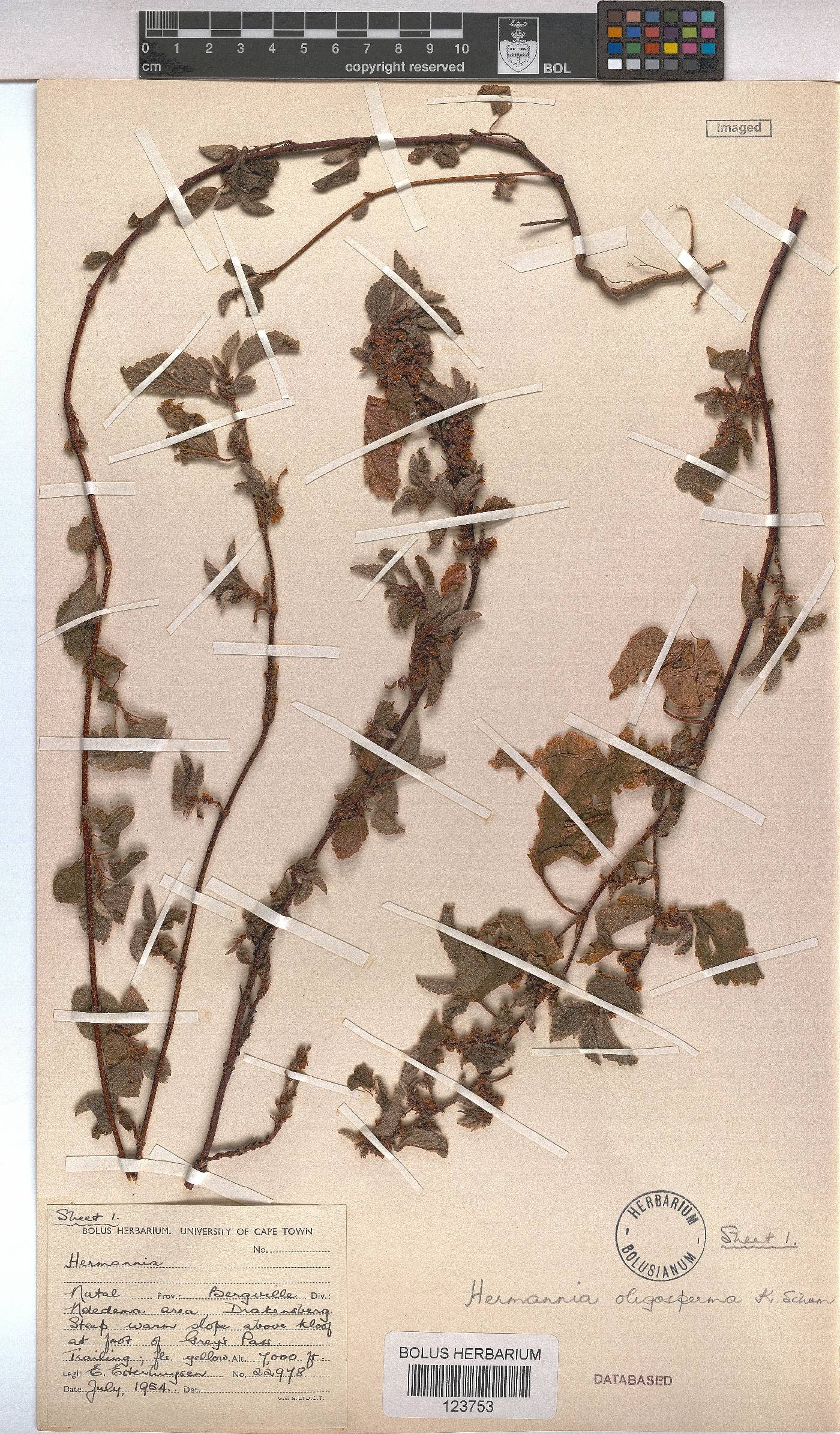 Hermannia oligosperma image