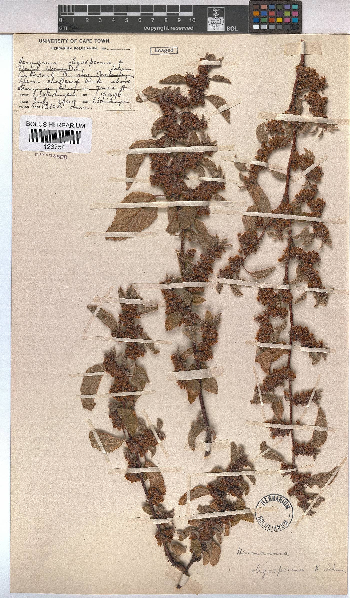 Hermannia oligosperma image