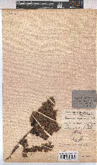 Hermannia oligosperma image