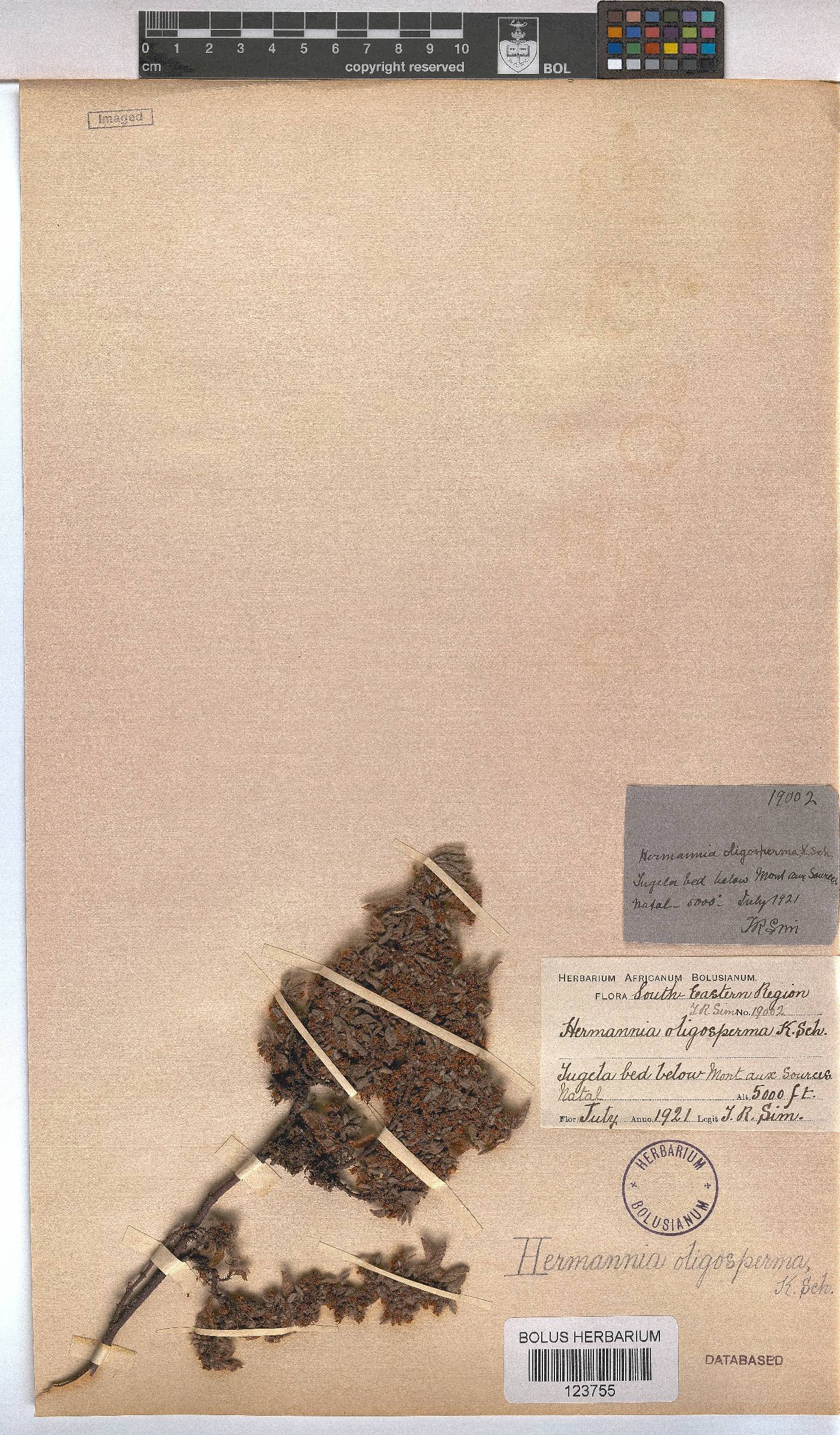 Hermannia oligosperma image