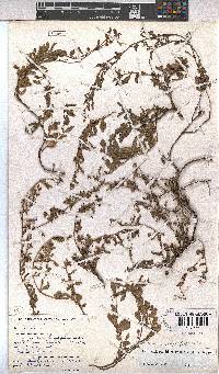 Hermannia parviflora image
