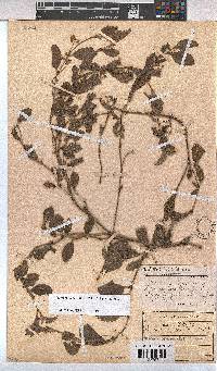 Hermannia parviflora image