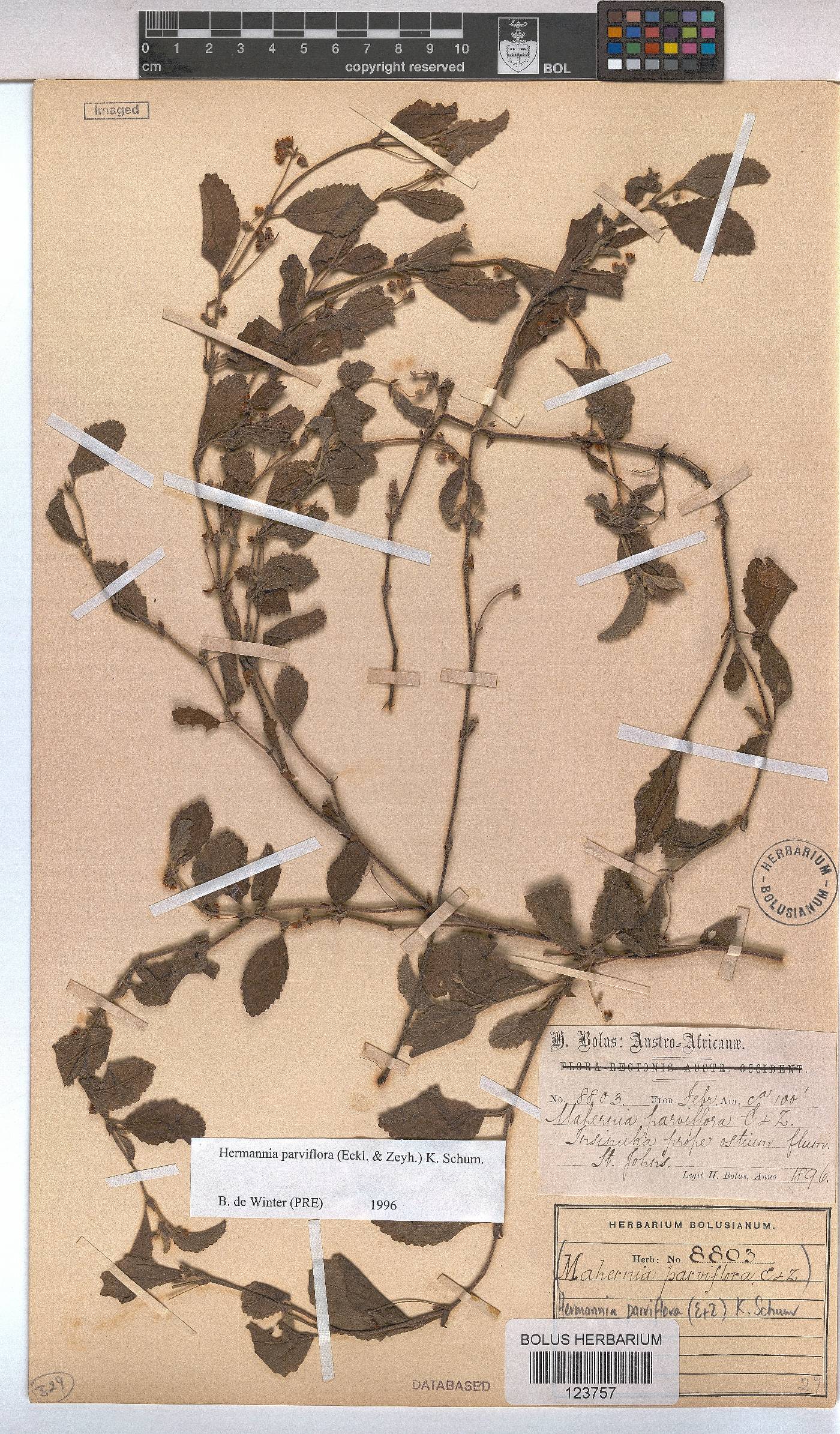 Hermannia parviflora image