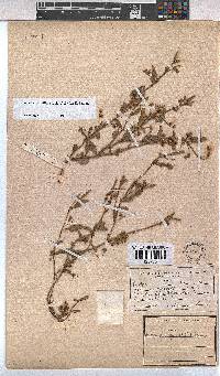 Hermannia parviflora image