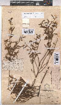 Hermannia parviflora image