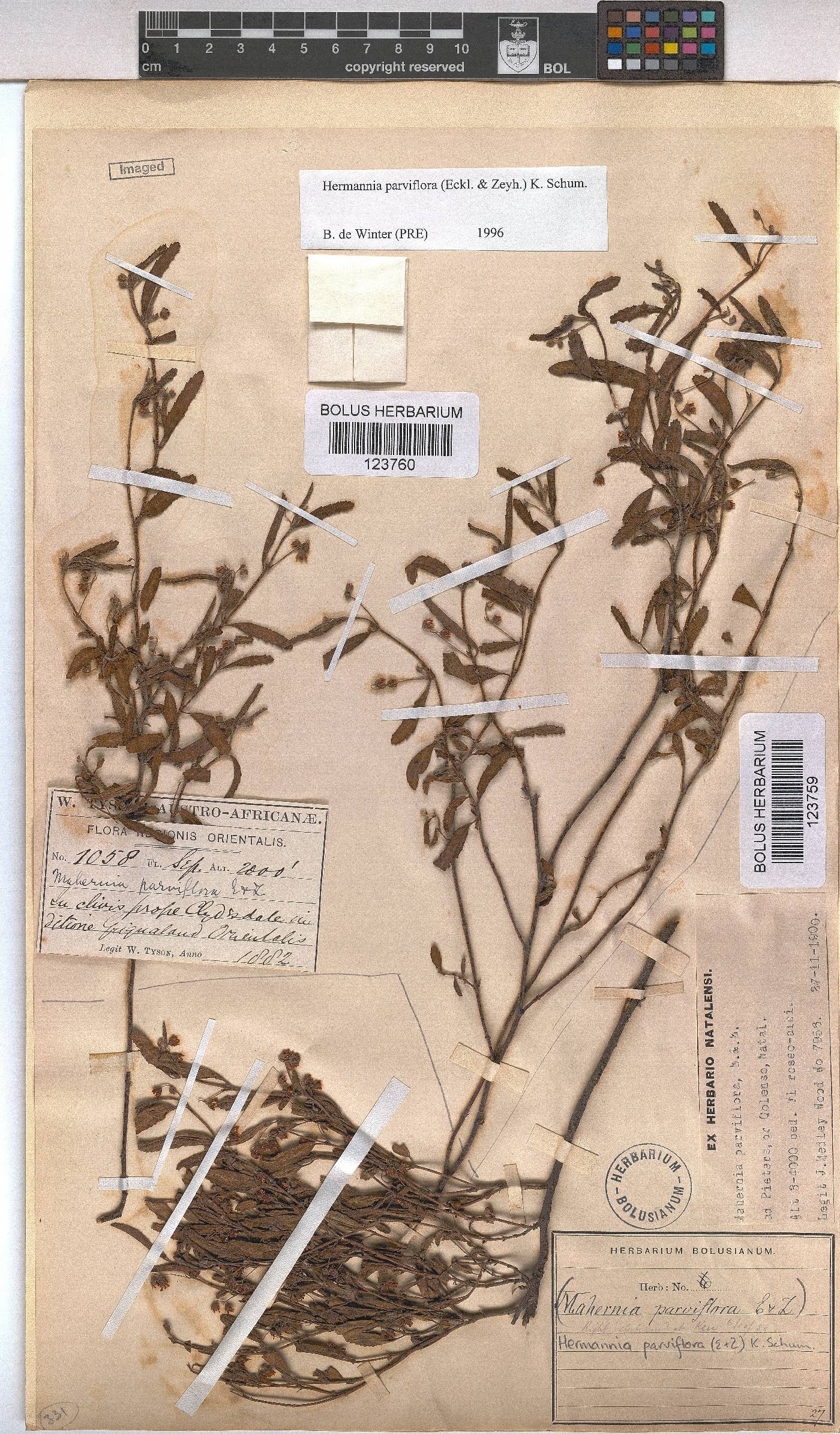 Hermannia parviflora image