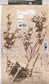 Hermannia parviflora image