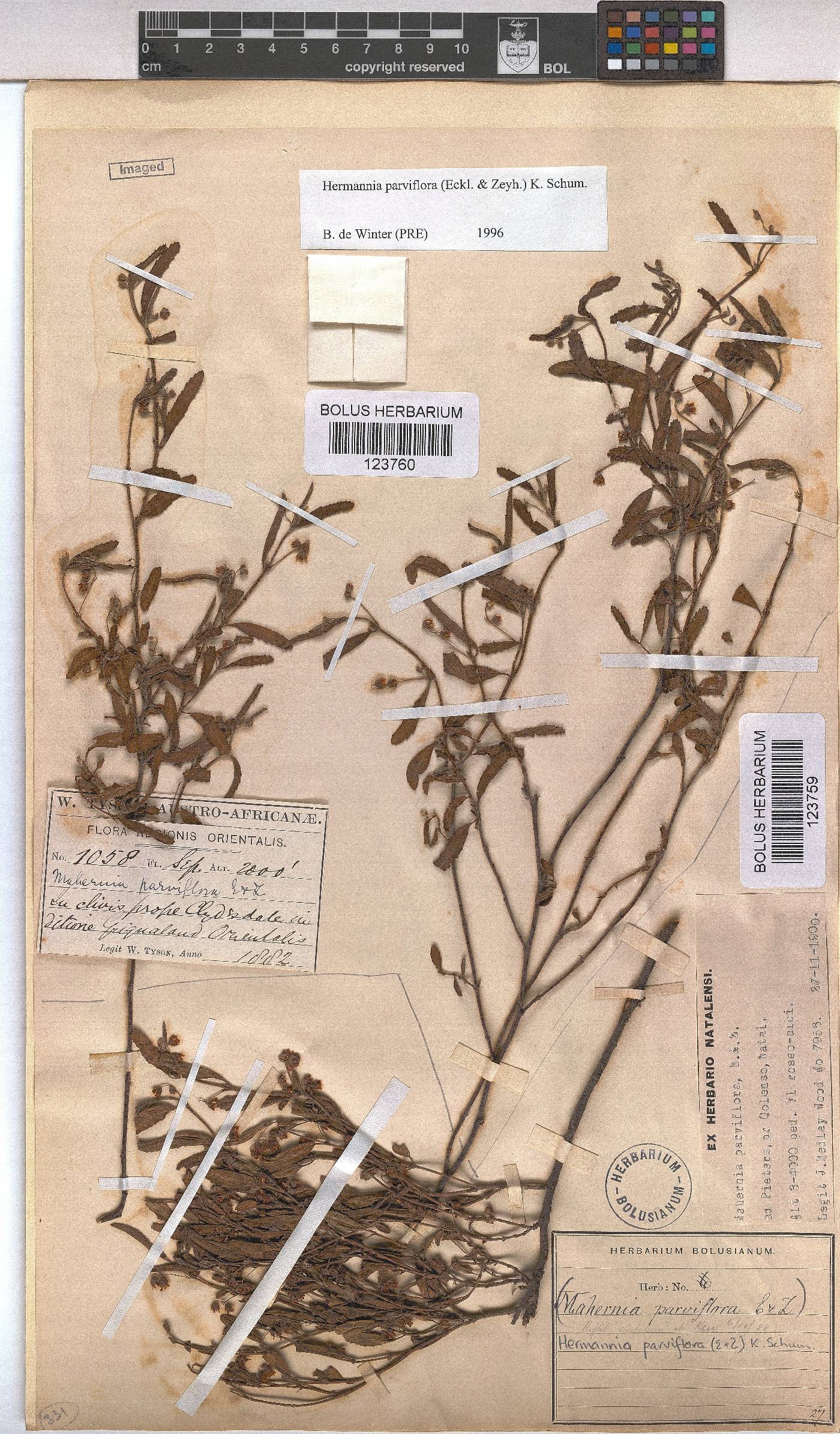 Hermannia parviflora image