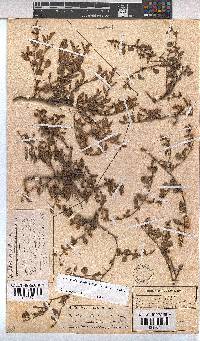 Hermannia parviflora image