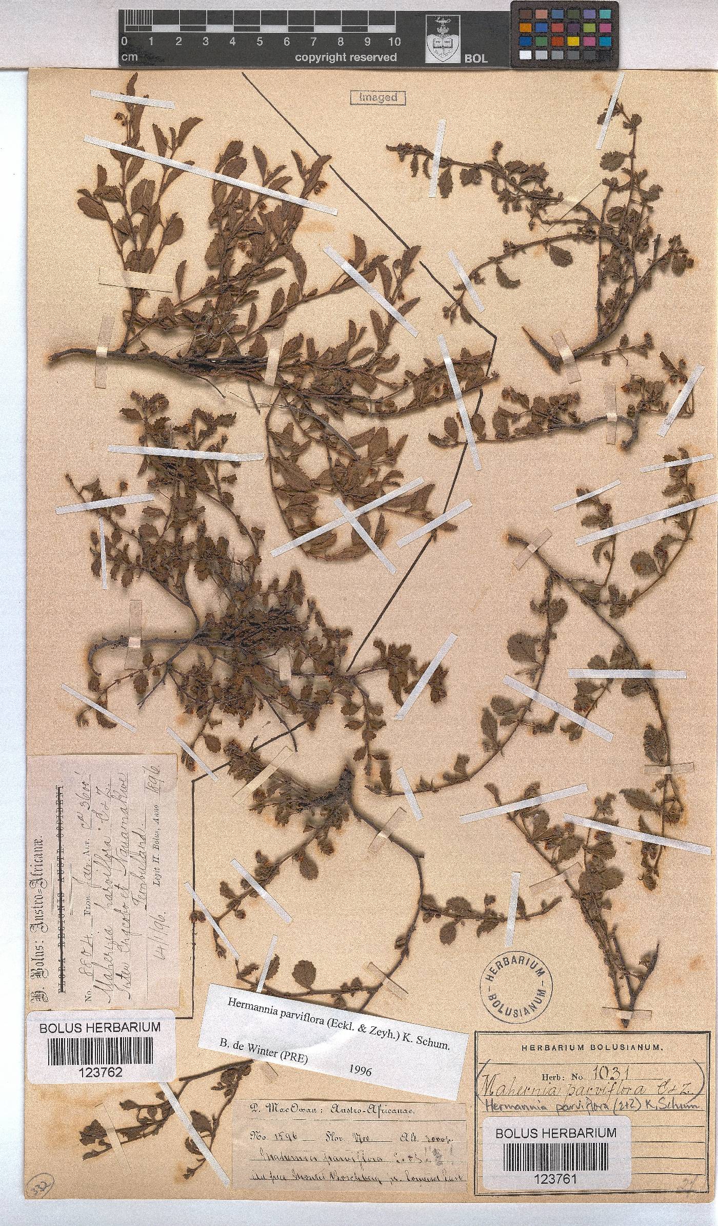 Hermannia parviflora image