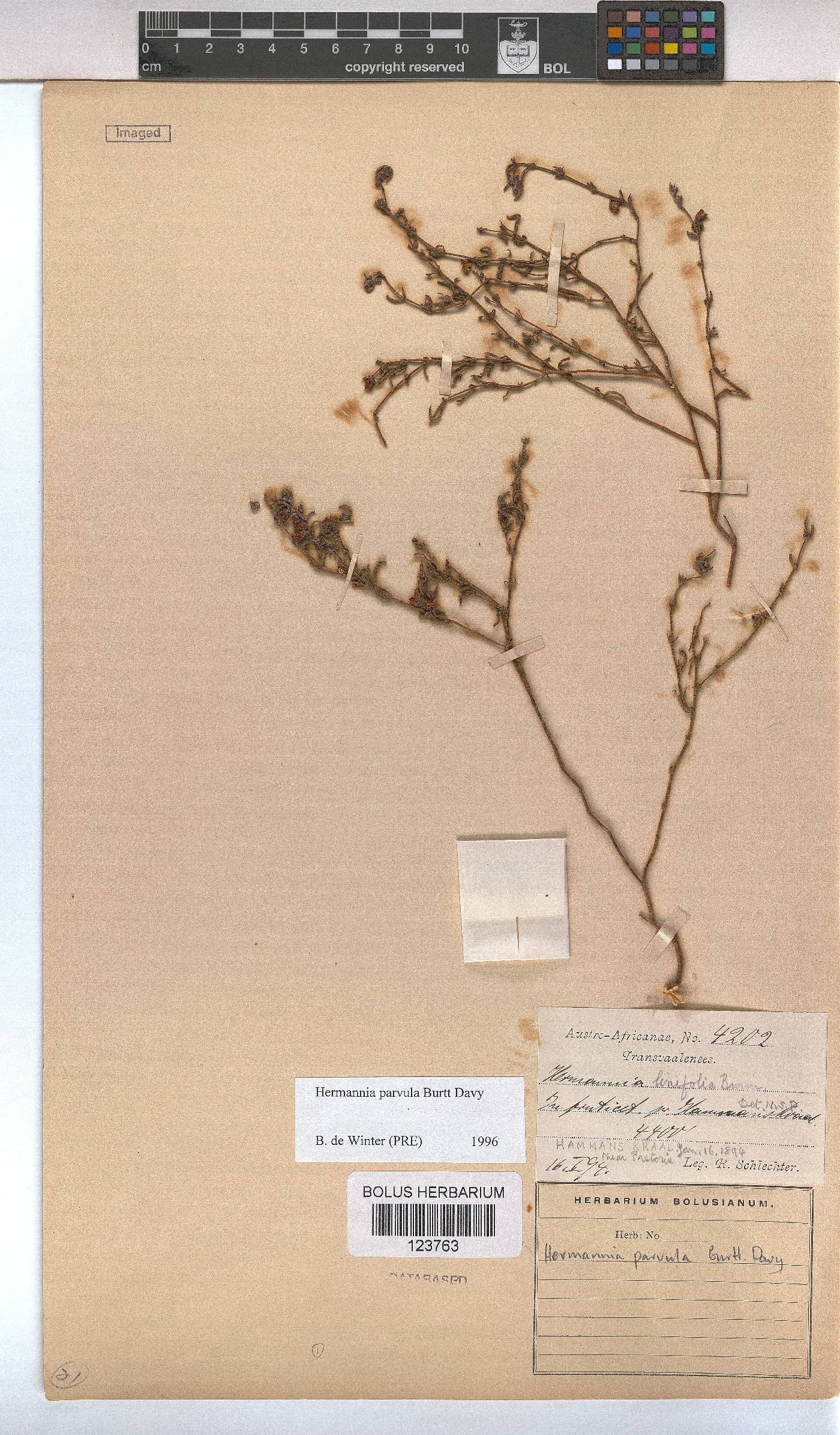 Hermannia parvula image