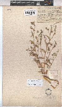 Hermannia picta image