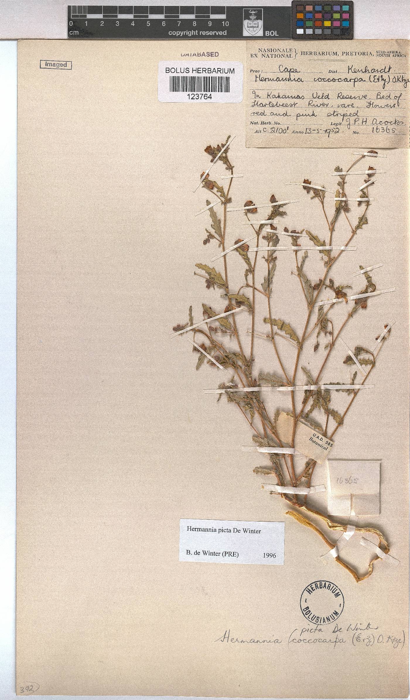 Hermannia picta image