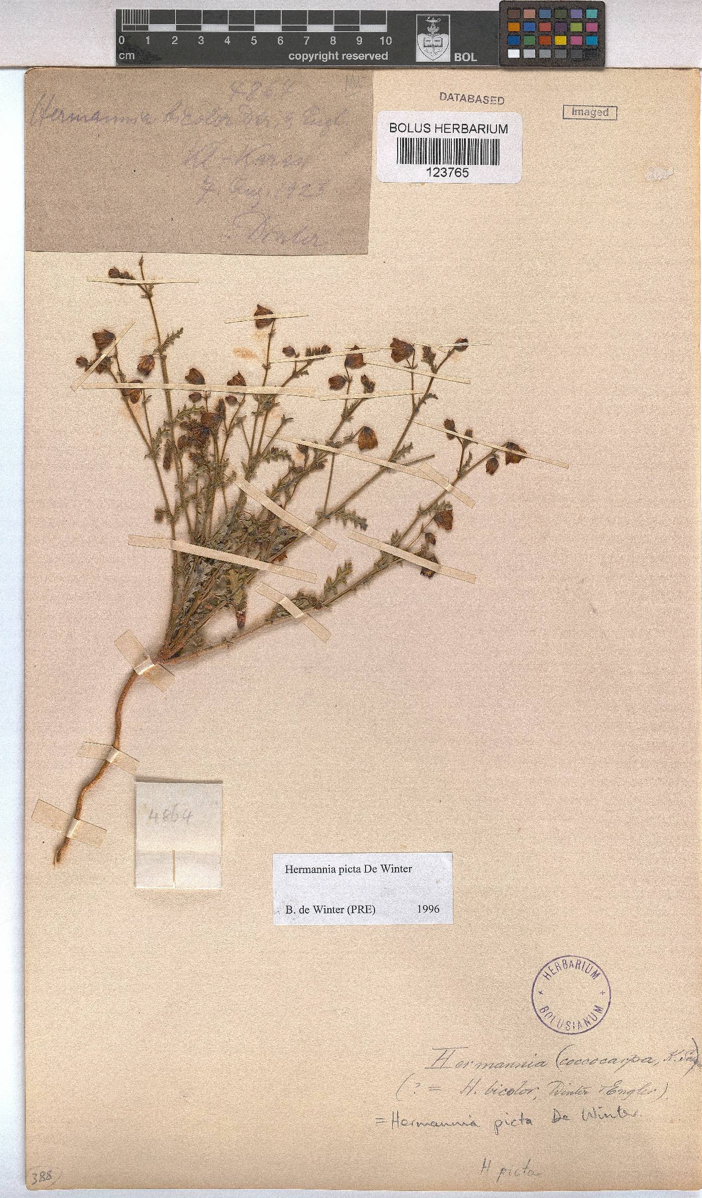 Hermannia picta image