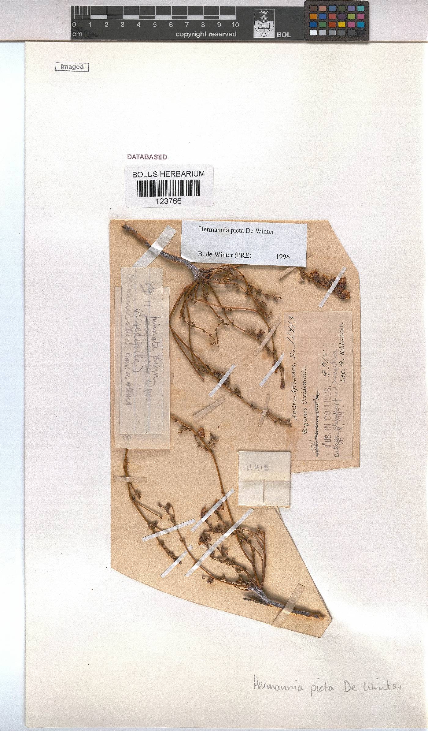 Hermannia picta image