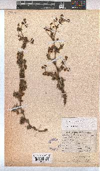 Image of Hermannia pinnata