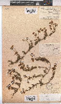 Hermannia pinnata image