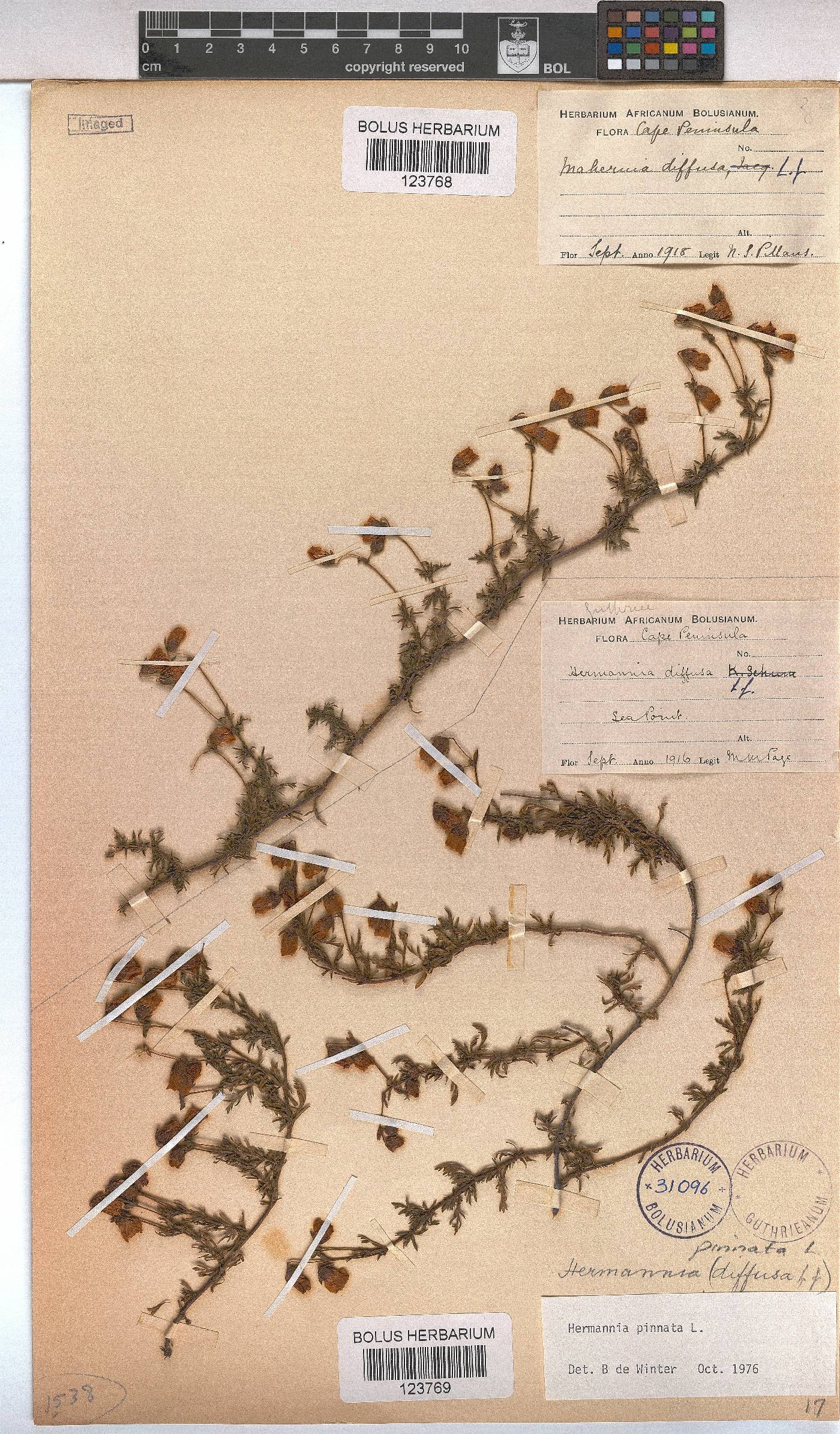 Hermannia pinnata image