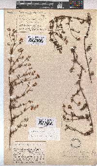 Hermannia pinnata image