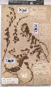 Hermannia pinnata image