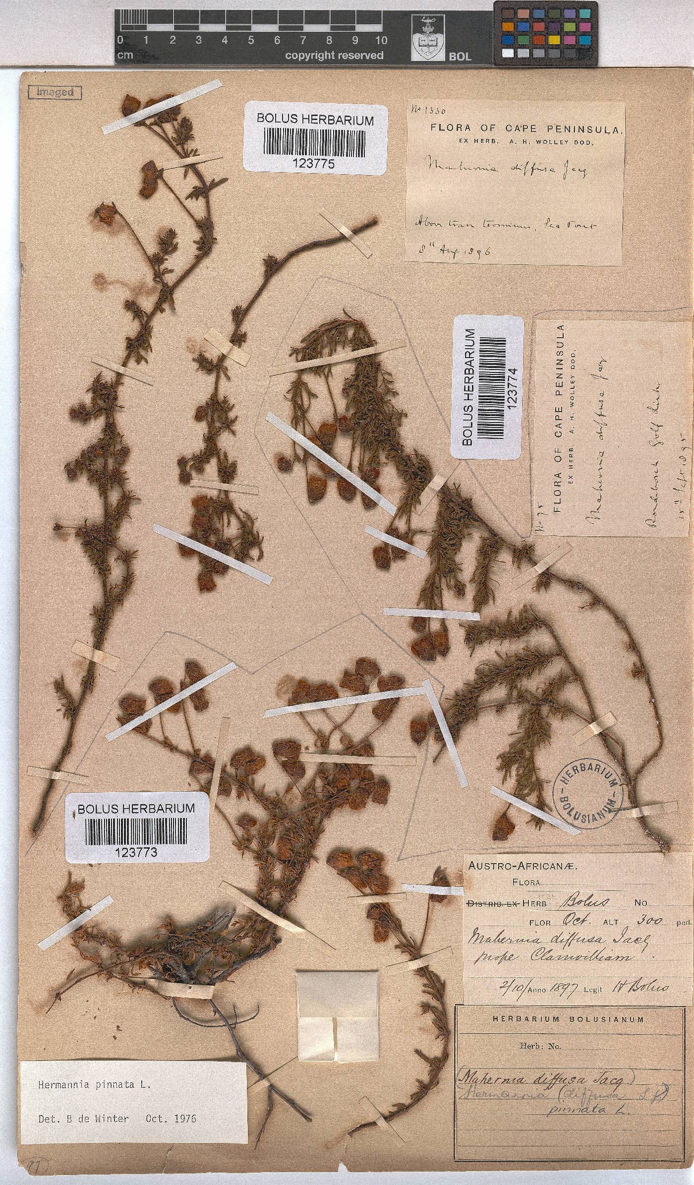 Hermannia pinnata image