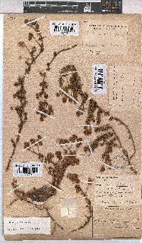 Hermannia pinnata image