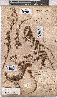 Hermannia pinnata image