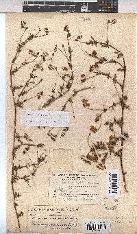 Hermannia pinnata image