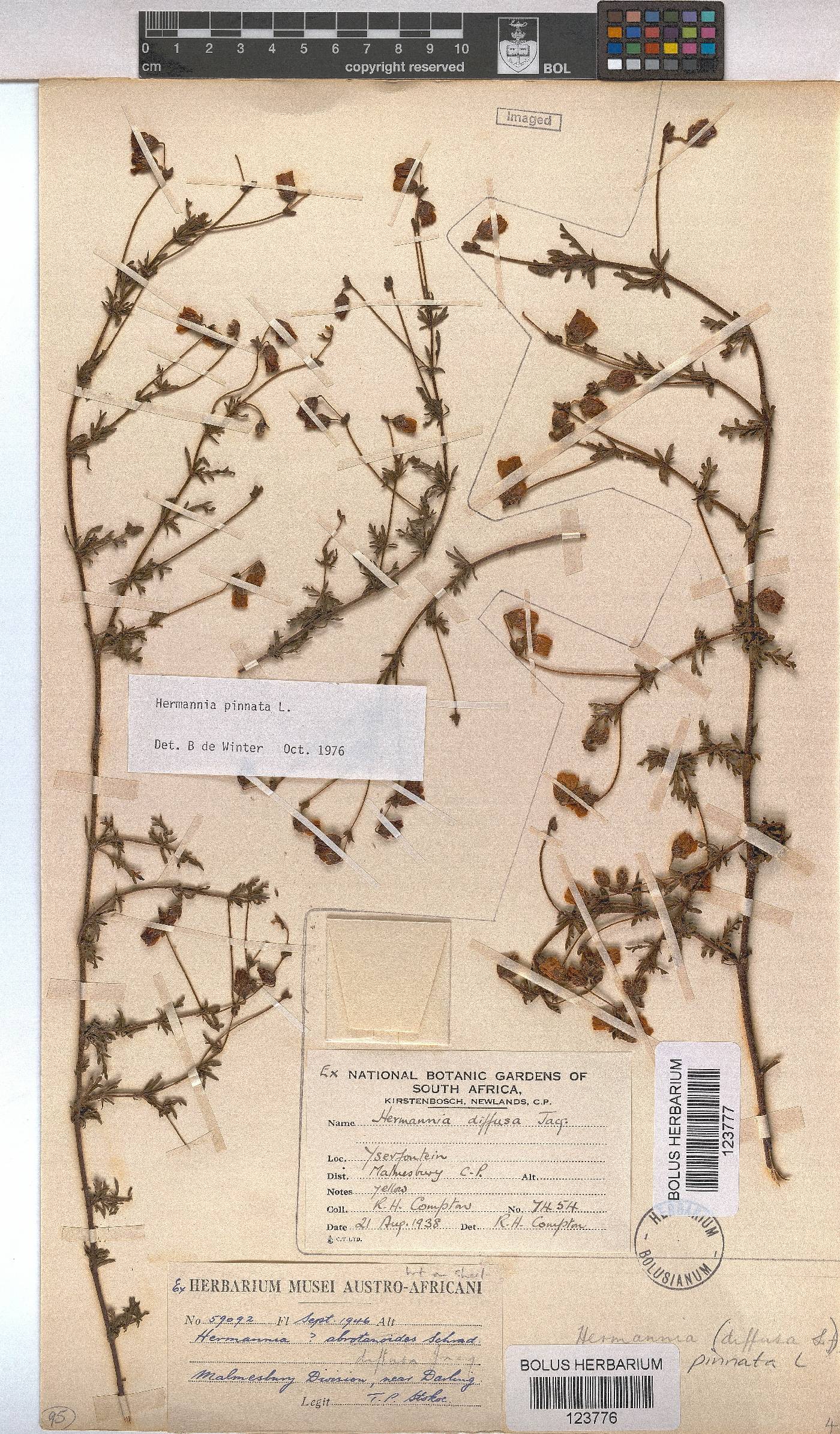 Hermannia pinnata image