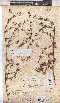 Hermannia pinnata image