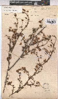 Hermannia pinnata image