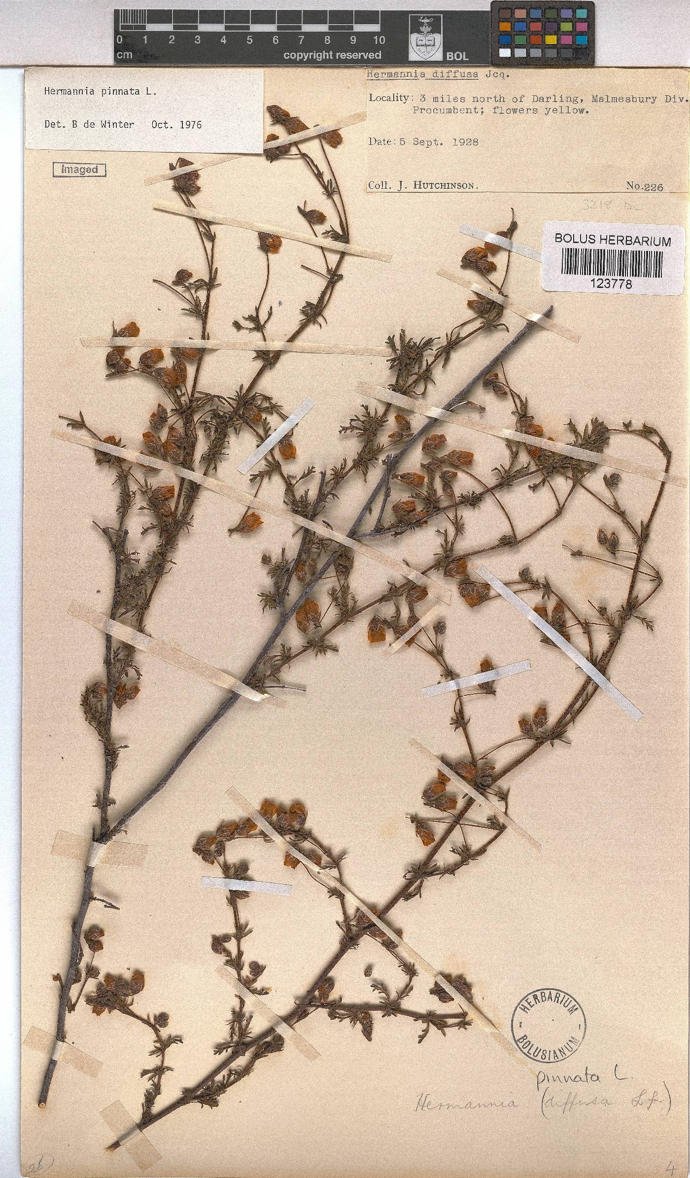 Hermannia pinnata image