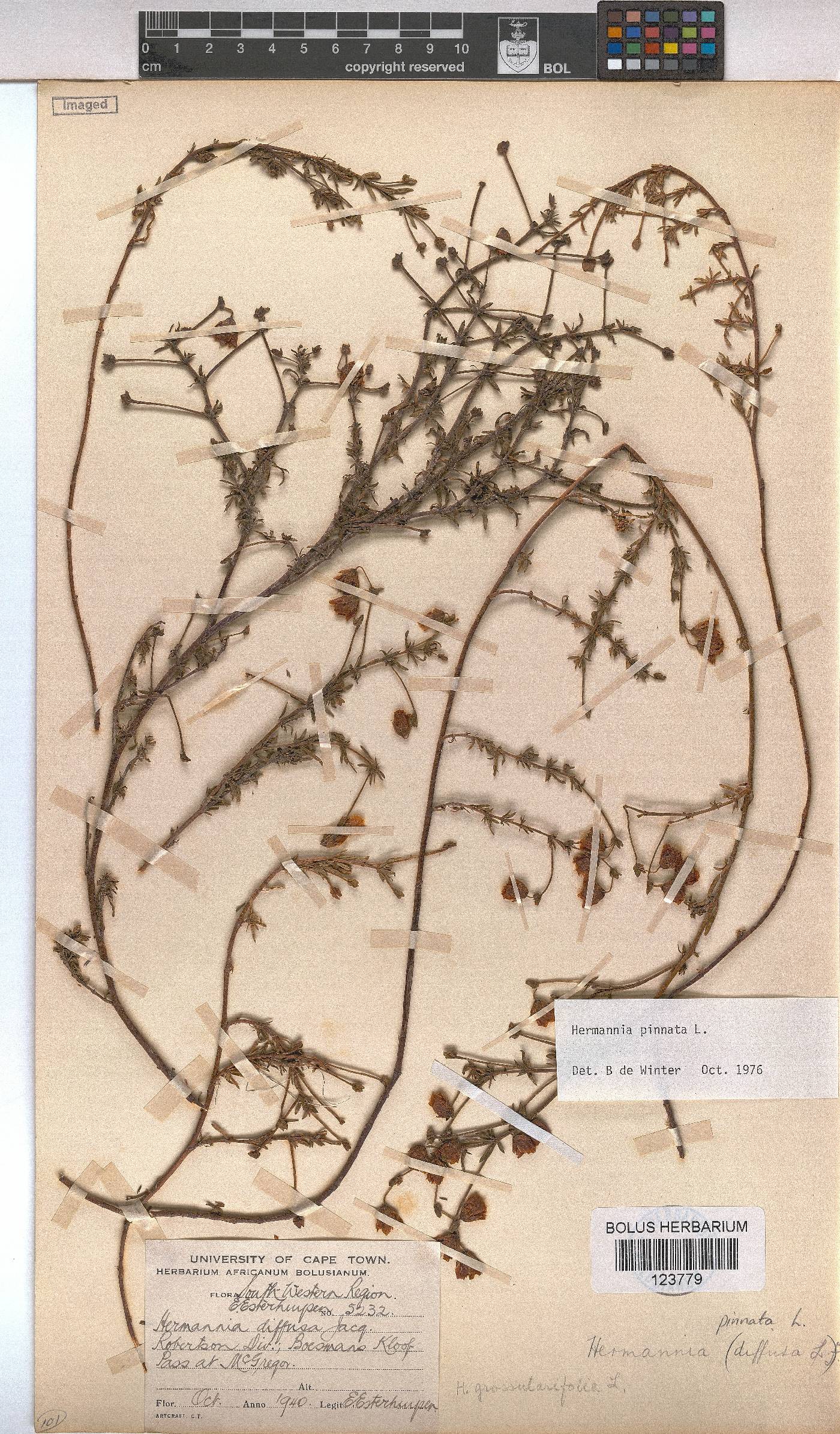 Hermannia pinnata image