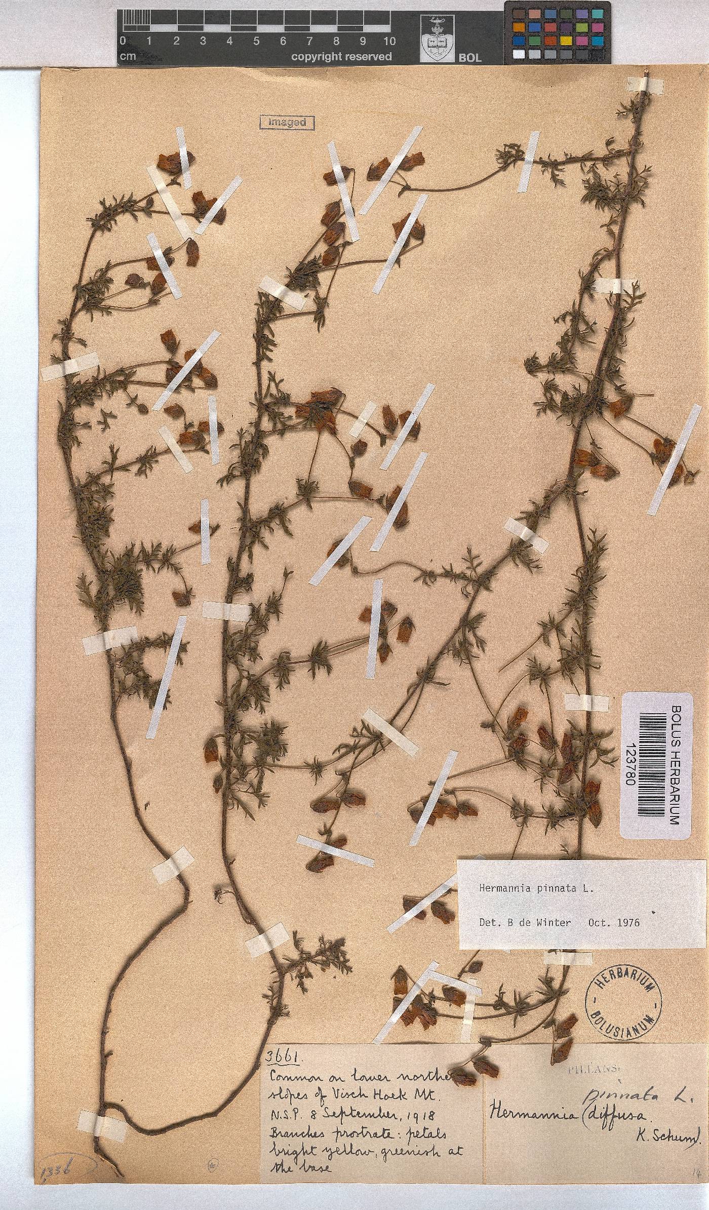 Hermannia pinnata image