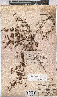 Hermannia pinnata image