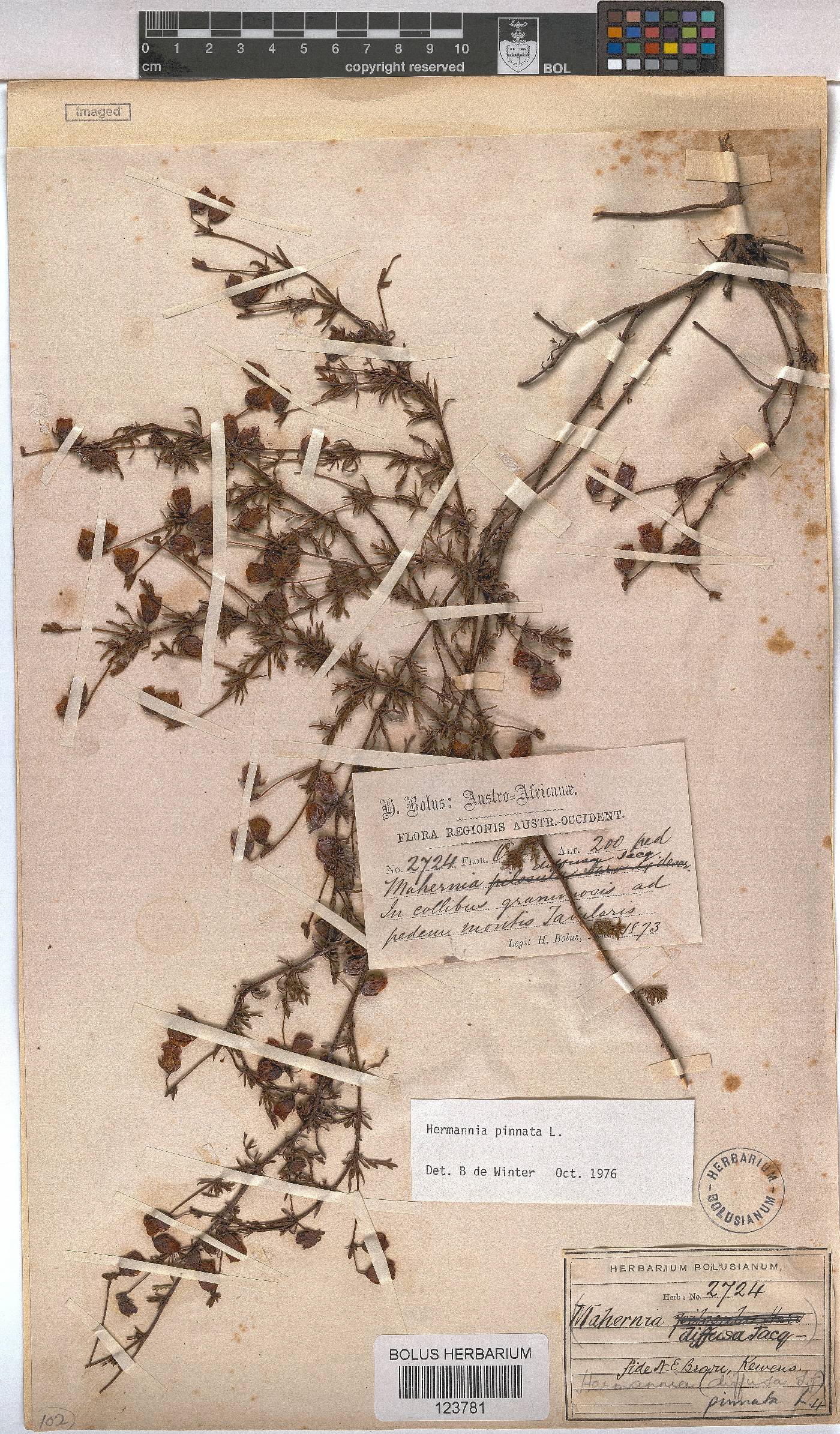 Hermannia pinnata image