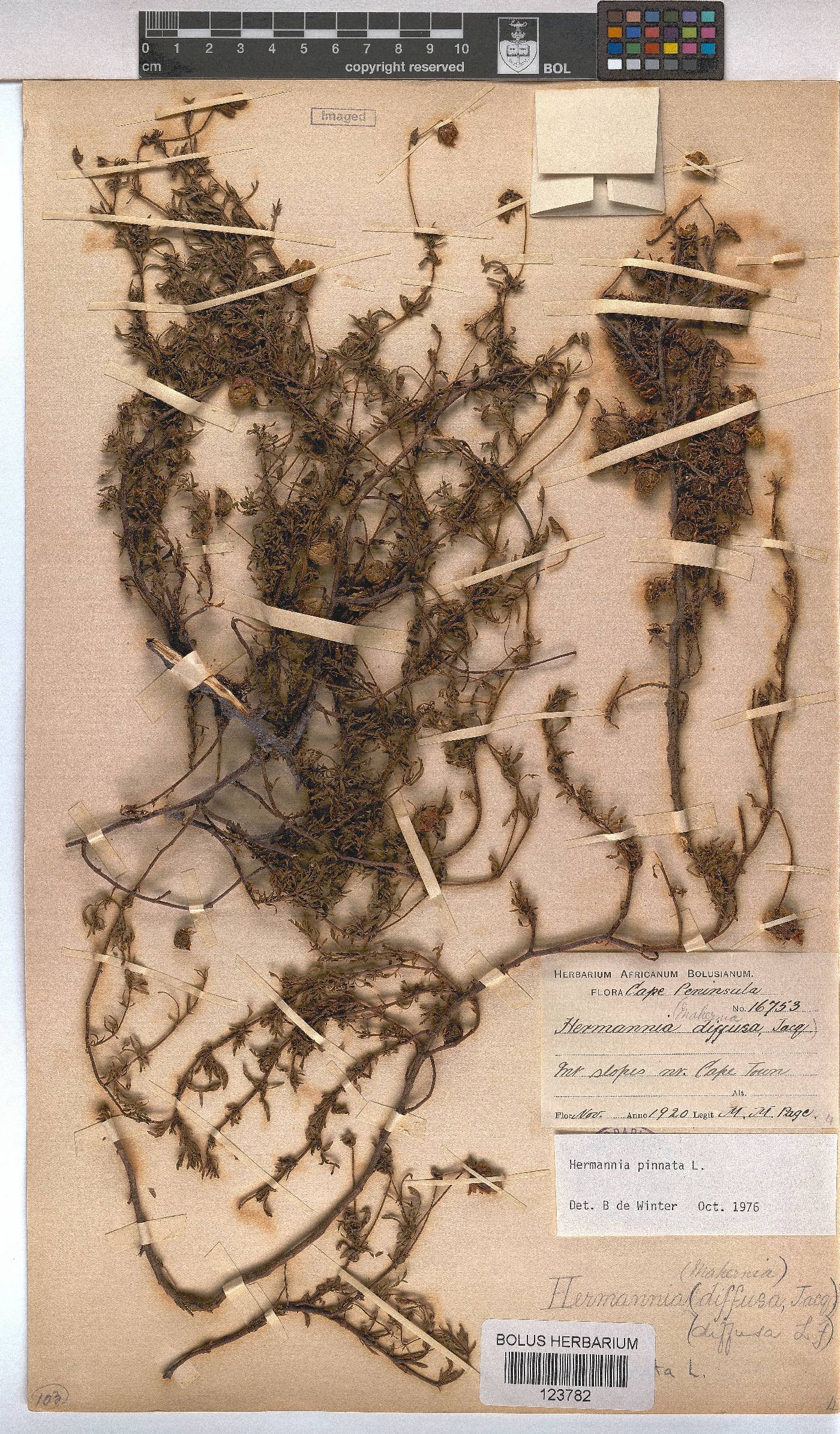 Hermannia pinnata image