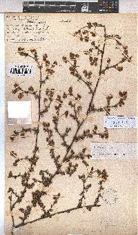 Hermannia pinnata image