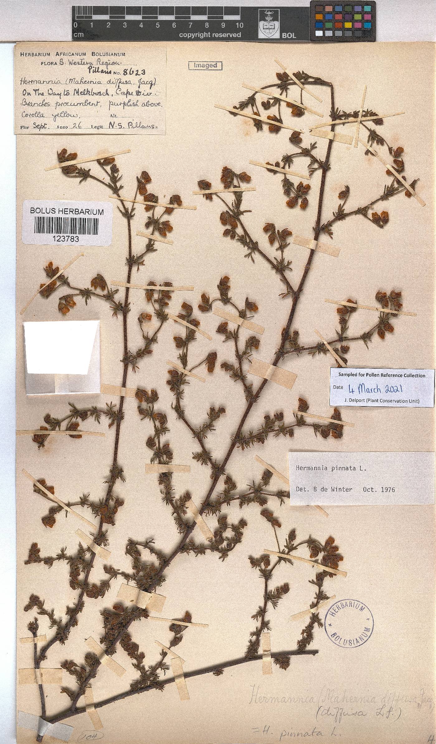 Hermannia pinnata image