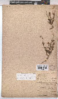 Hermannia pinnata image