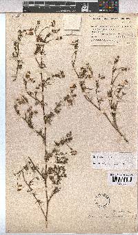 Hermannia pinnata image