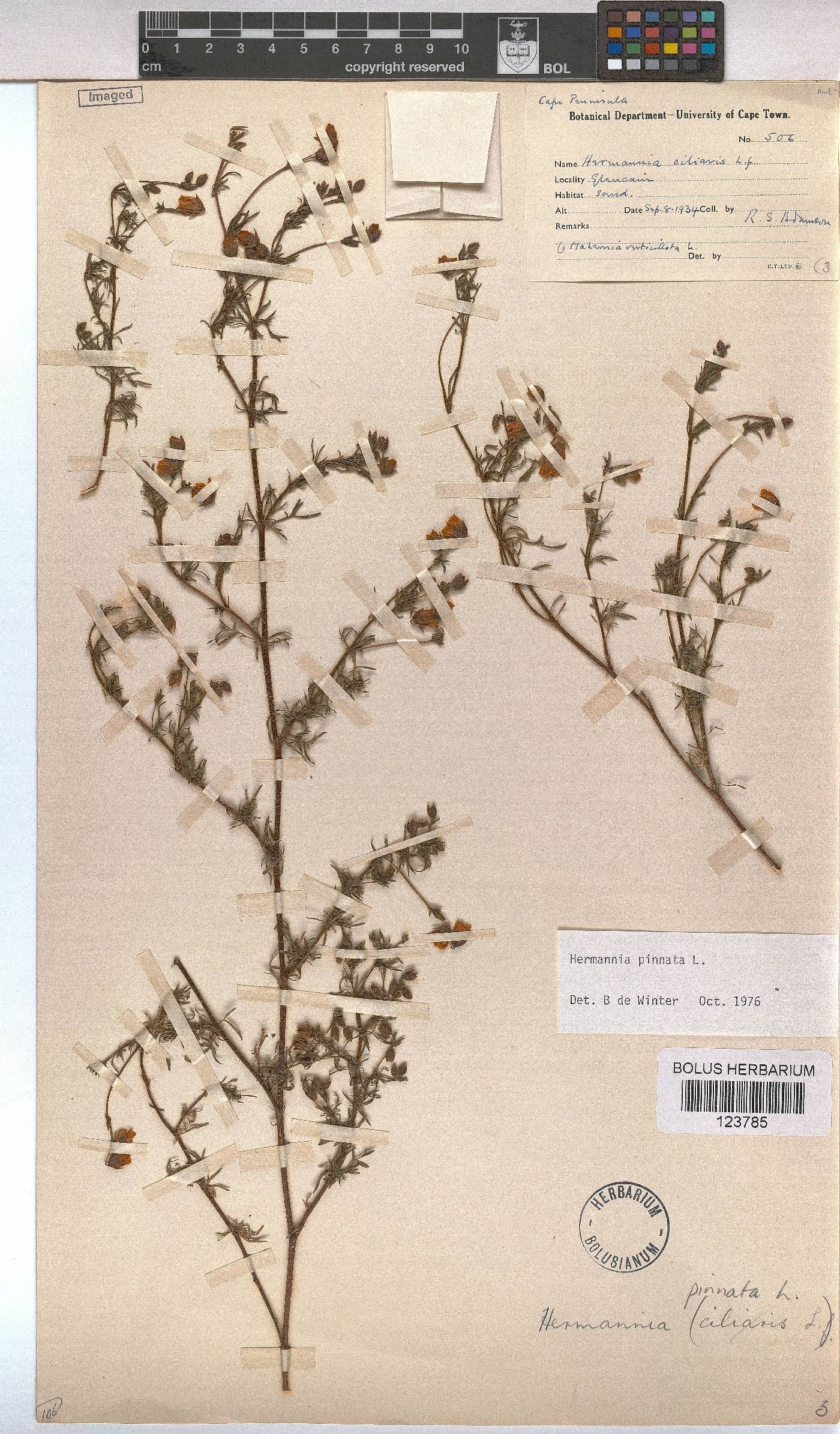 Hermannia pinnata image